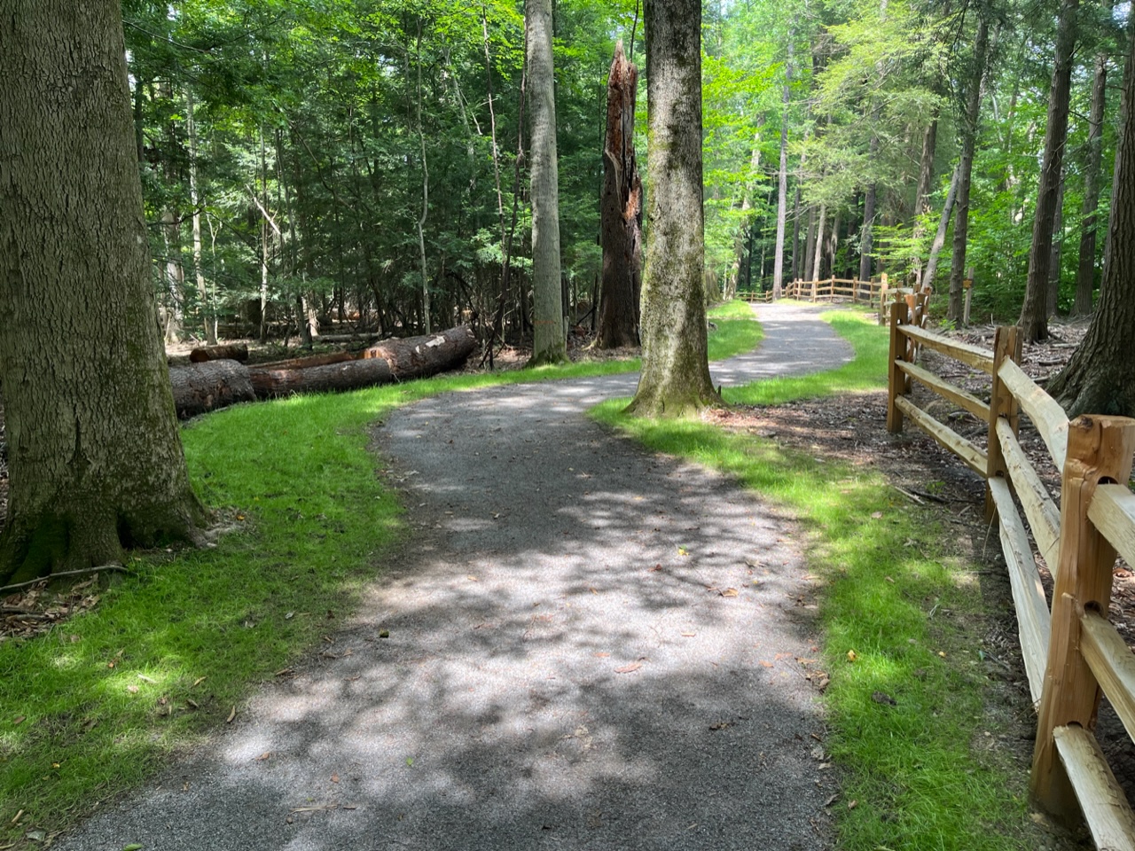 (Rick Miller/Olean Star) The new Memorial Trail in the Valentine Flats area of Zoar Valley opened Wednesday. Above is an example of the trail going around a tree, although scores were cut to construct the trail.
